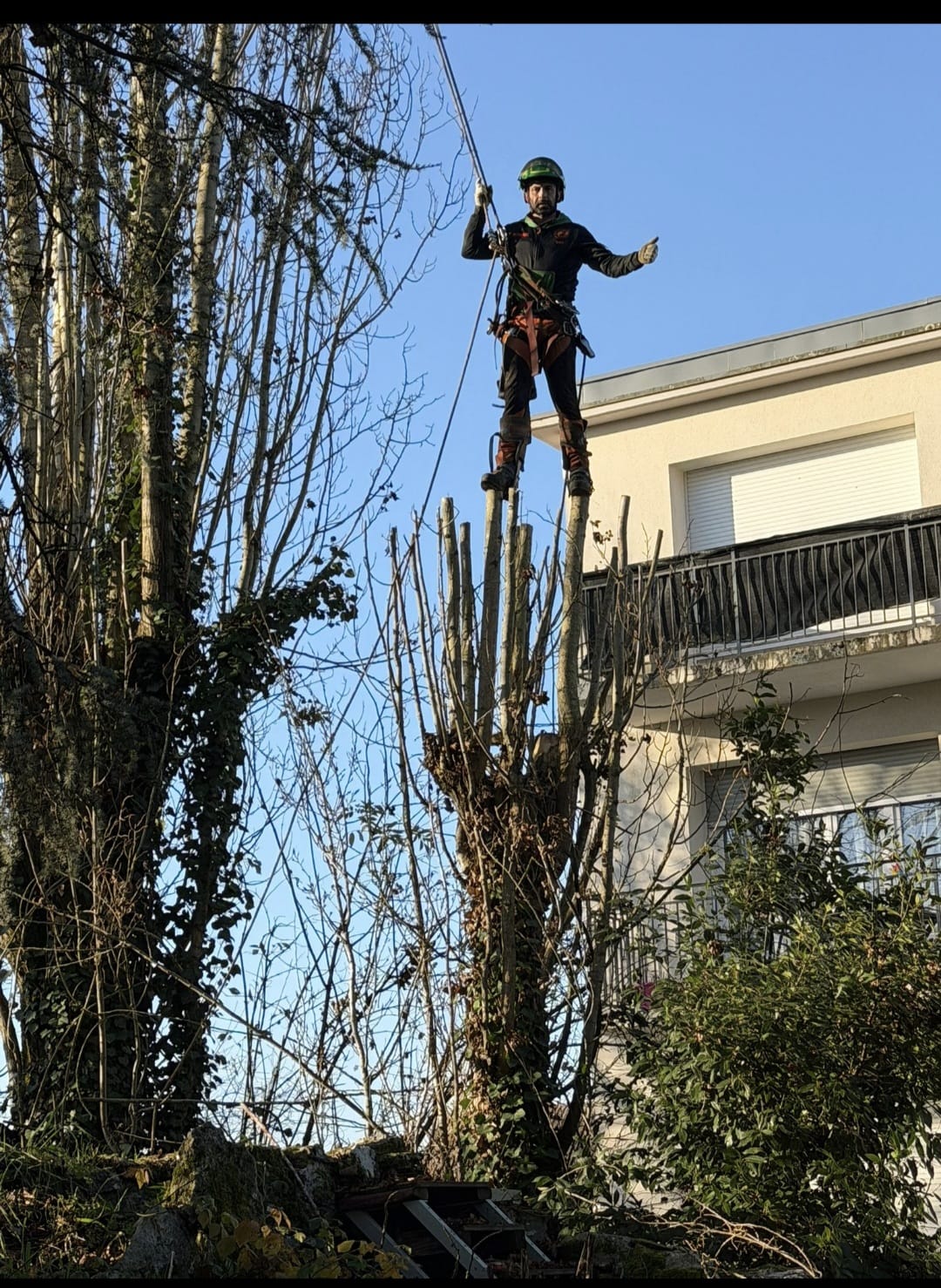 Mickaël Élagueur - Réalisation élagage d'arbre