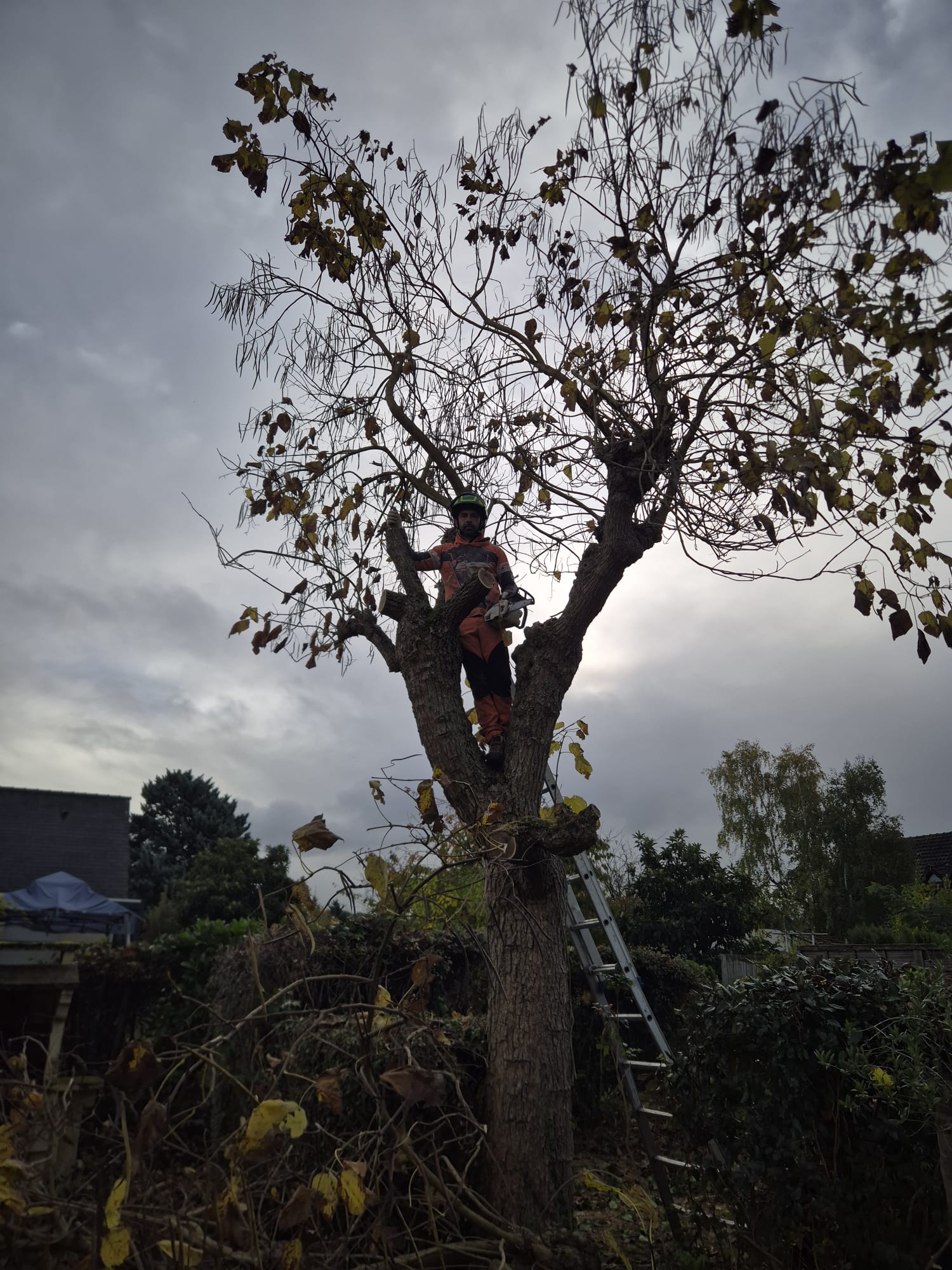 Mickaël Élagueur - Réalisation élagage d'arbre