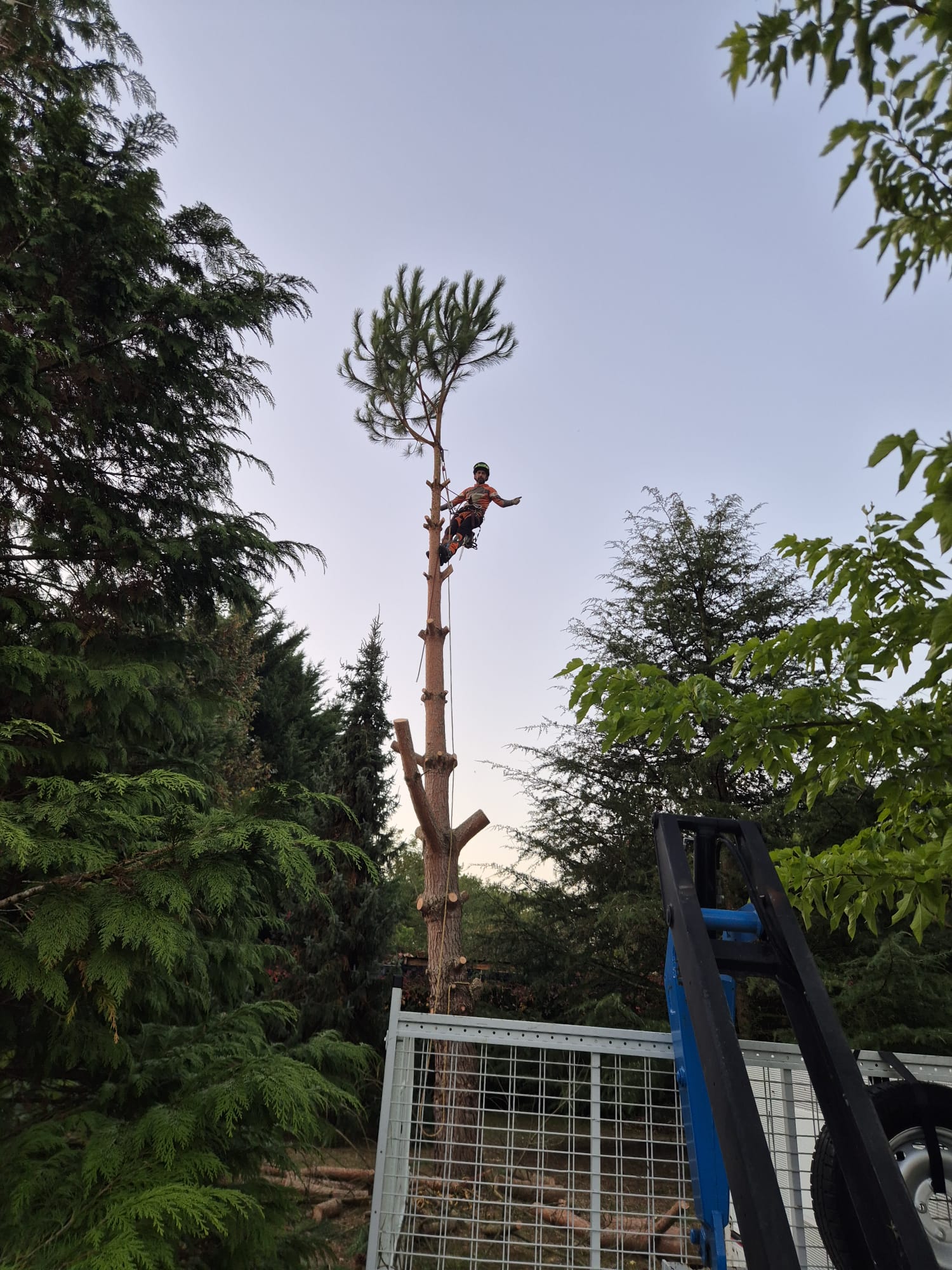 Mickaël Élagueur - Réalisation élagage d'arbre
