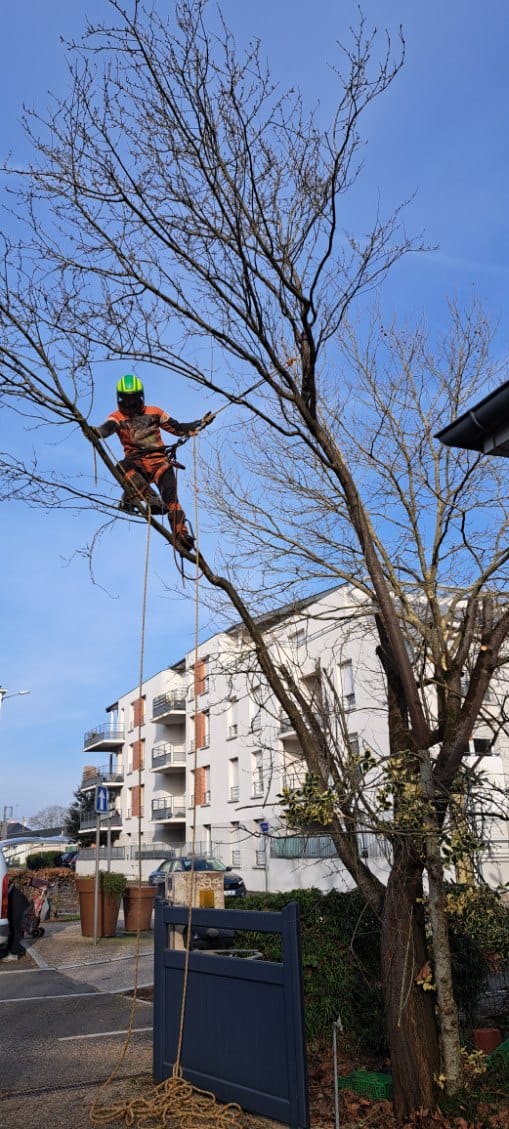 Mickaël Élagueur - Réalisation élagage d'arbre