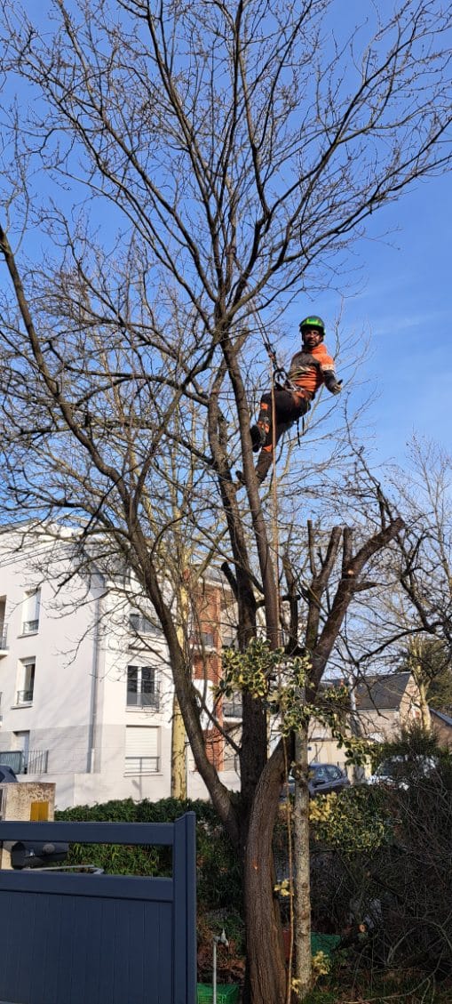 Mickaël Élagueur - Réalisation élagage d'arbre
