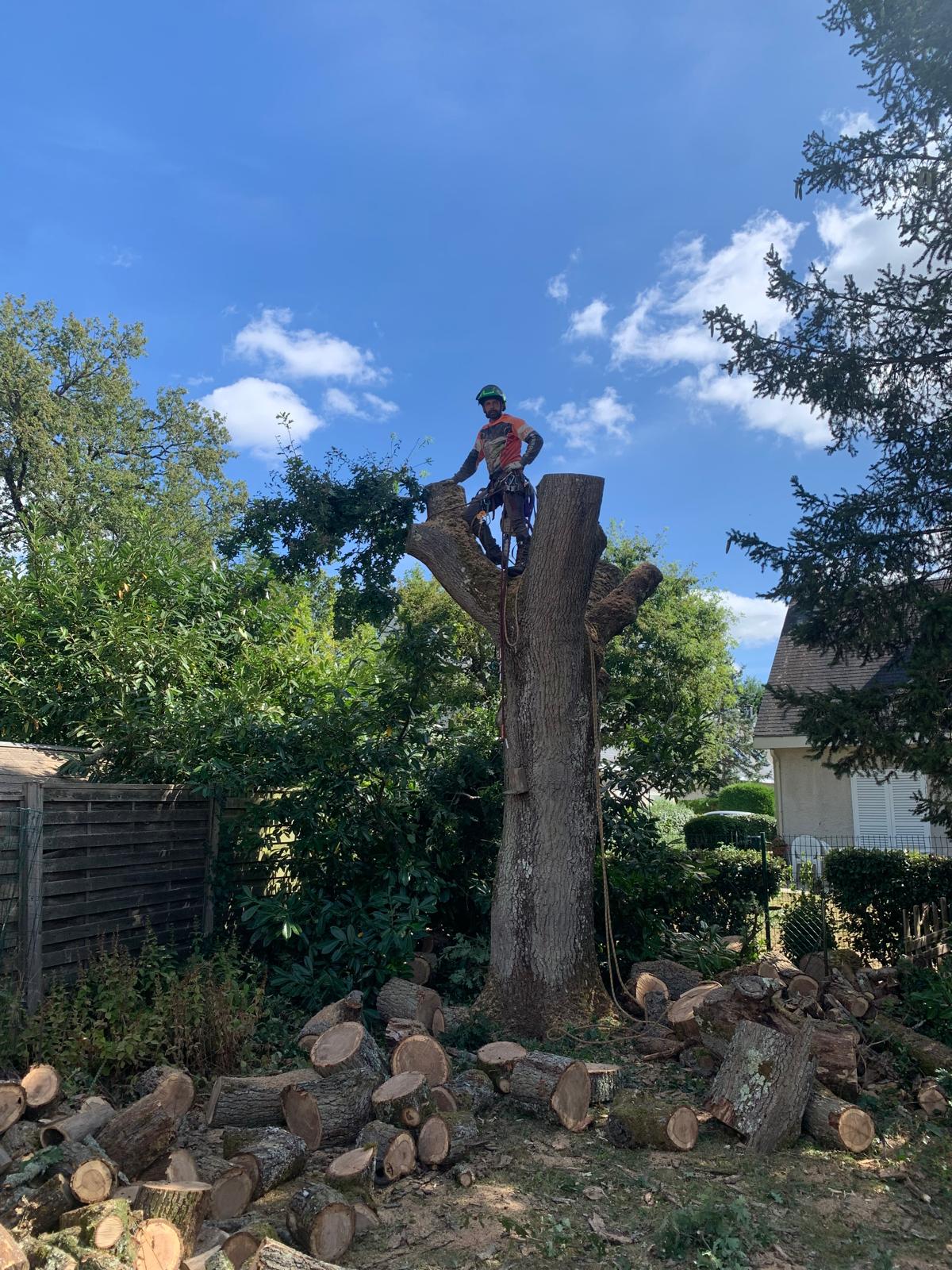 Mickaël Élagueur - Réalisation élagage d'arbre
