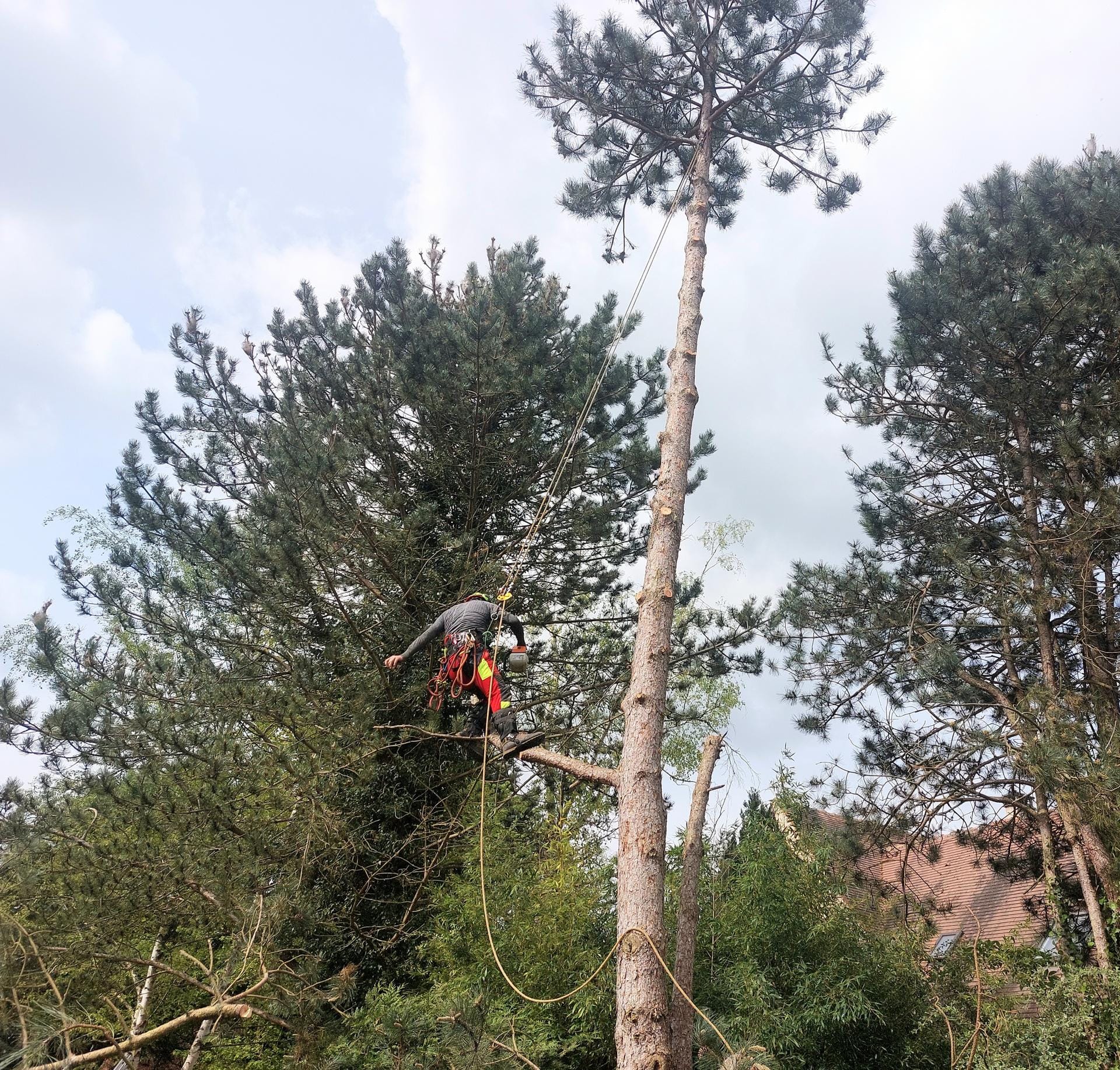 Mickaël Élagueur - Réalisation élagage d'arbre