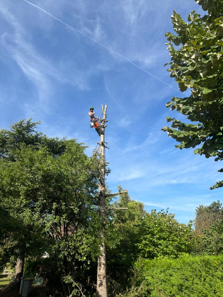 Mickaël Élagueur - Réalisation élagage d'arbre
