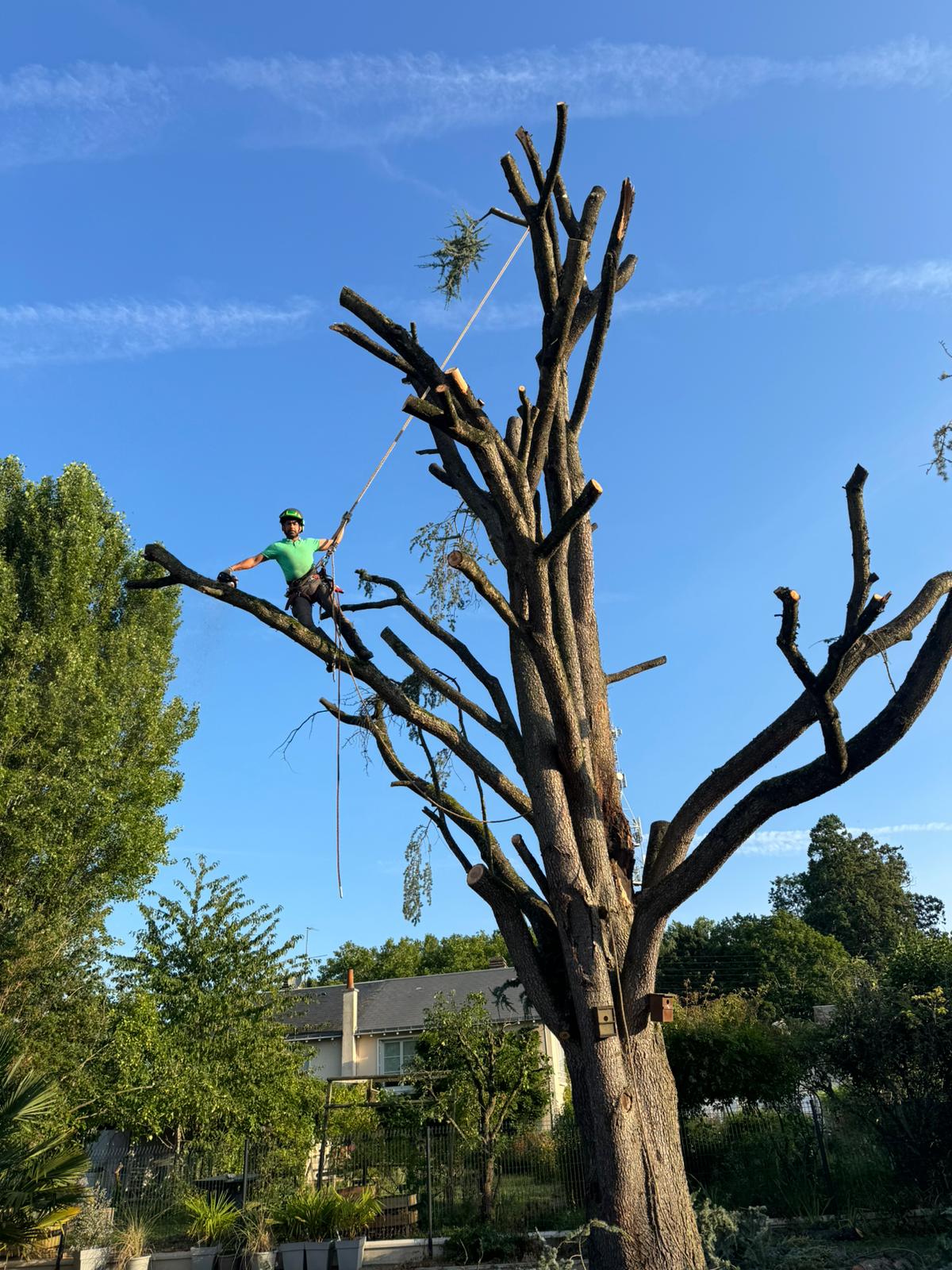 Mickaël Élagueur - Réalisation élagage d'arbre