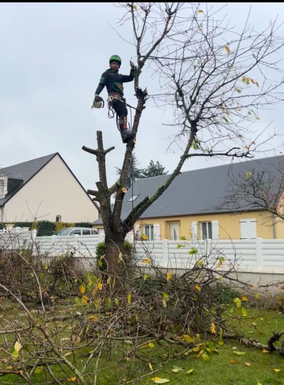 Mickaël Élagueur - Réalisation élagage d'arbre