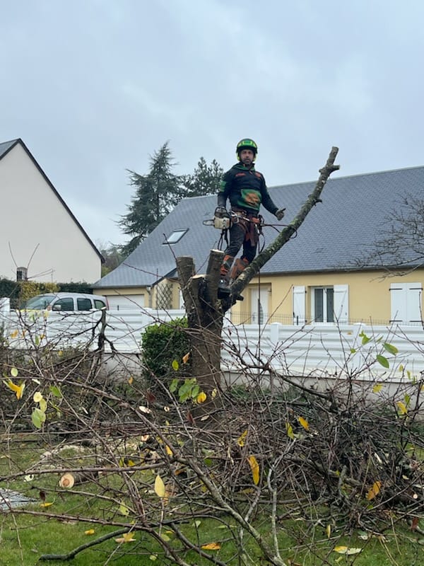 Mickaël Élagueur - Réalisation élagage d'arbre